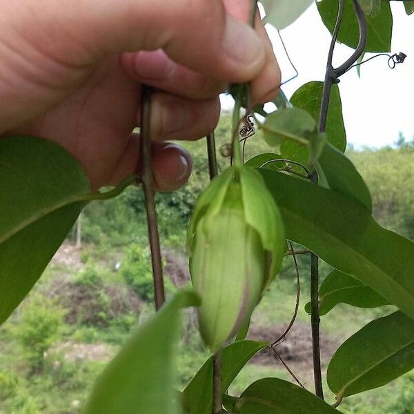 Passiflora laurifolia Leht