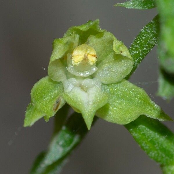 Epipactis albensis Blomma