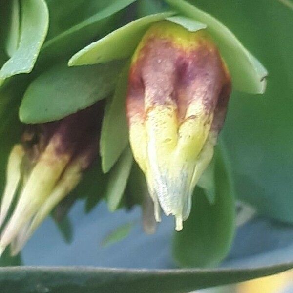 Cerinthe glabra ᱵᱟᱦᱟ