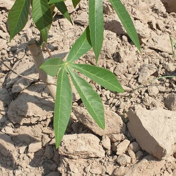 Manihot esculenta Hoja