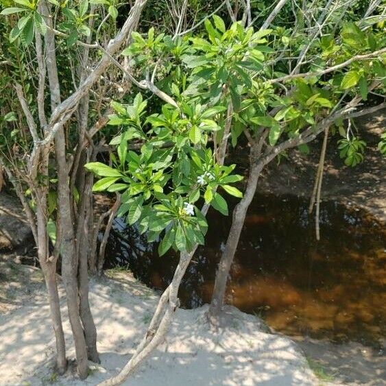 Cerbera manghas Leaf