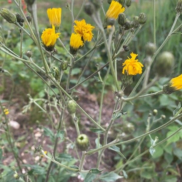 Hieracium umbellatum Blomma