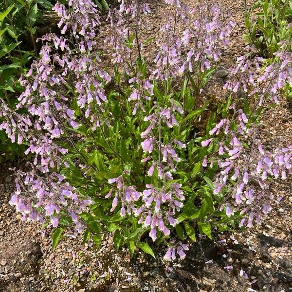 Penstemon gracilis Агульны выгляд