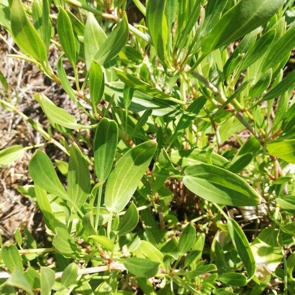 Rumex usambarensis Deilen