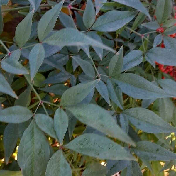 Nandina domestica 叶