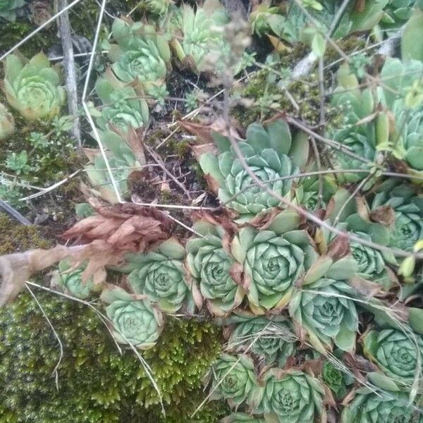 Sempervivum tectorum Hostoa