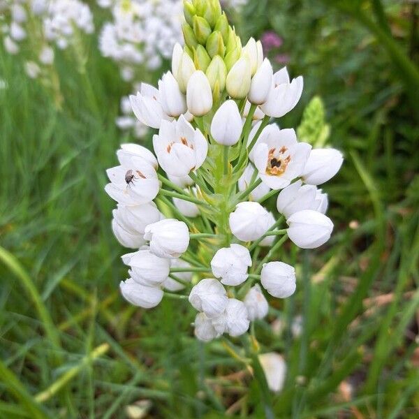 Ornithogalum thyrsoides Bloem