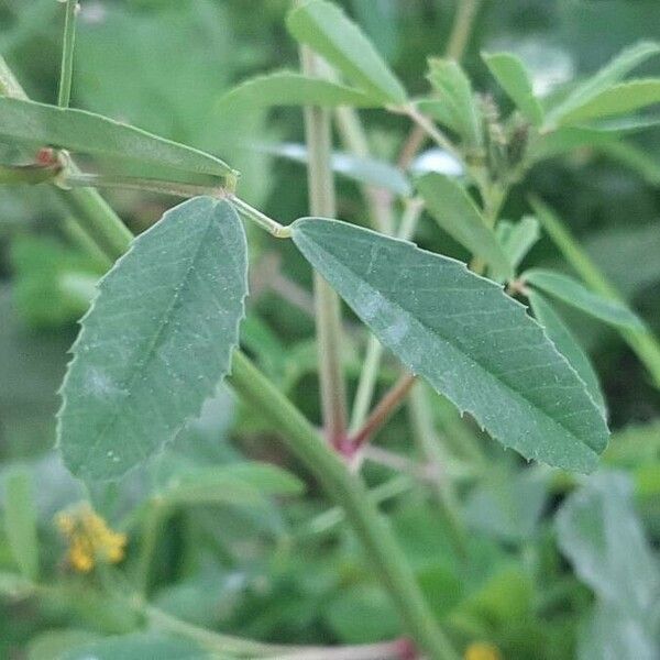 Melilotus indicus Leaf