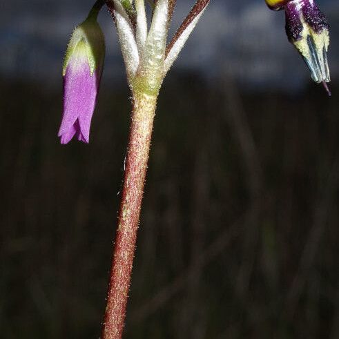 Primula clevelandii Habit