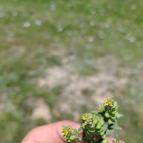 Alyssum desertorum Bloem