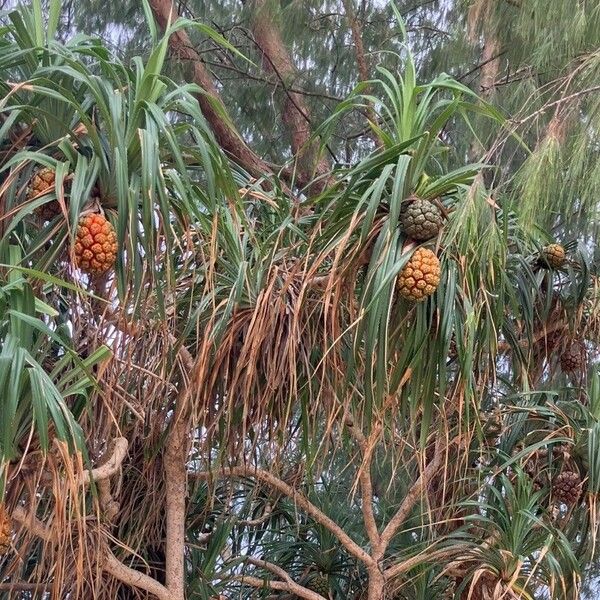 Pandanus odorifer फल