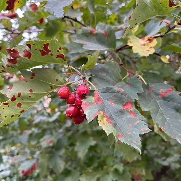 Crataegus submollis Plod