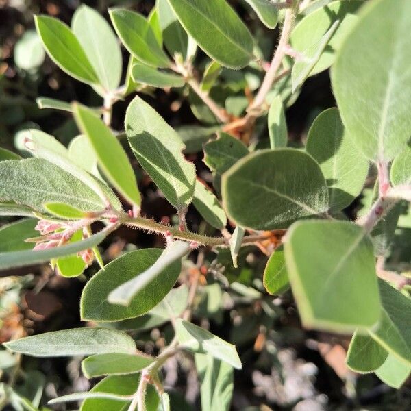 Arctostaphylos columbiana Feuille