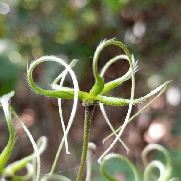 Clematis zeylanica Ffrwyth