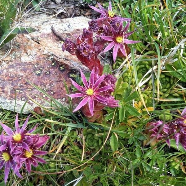 Sempervivum montanum Flower