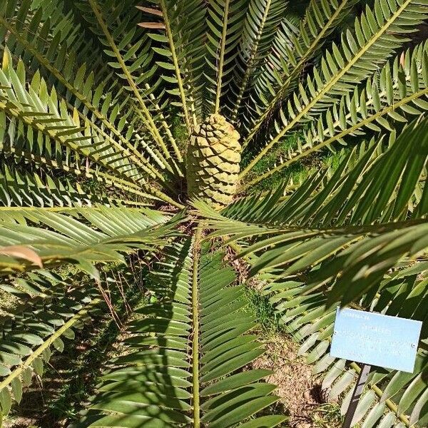 Encephalartos munchii (Munch's cycad)