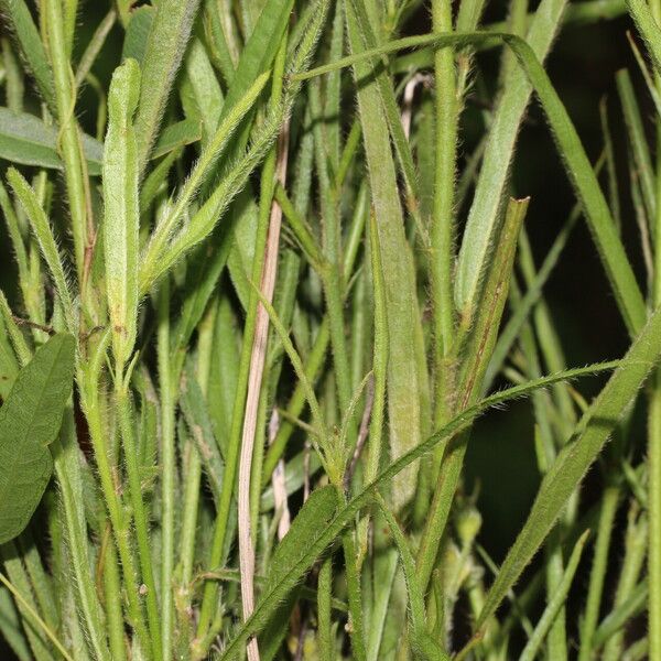 Sida linifolia Blatt