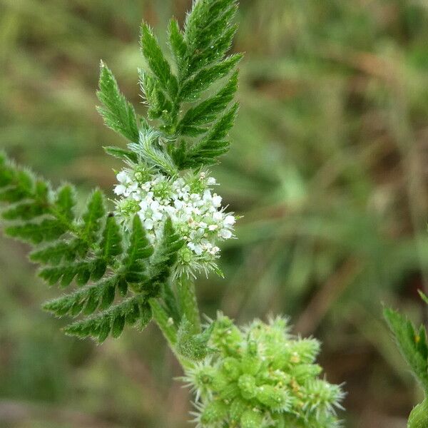 Torilis nodosa Floare