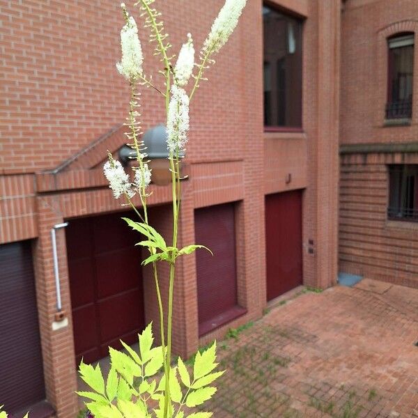 Actaea racemosa Flor