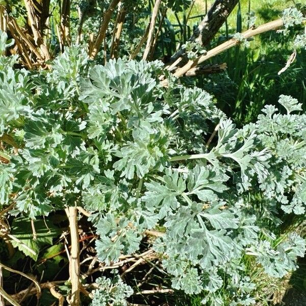 Artemisia absinthium Liść