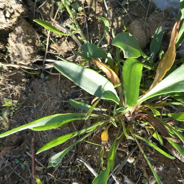 Tripolium pannonicum Leaf