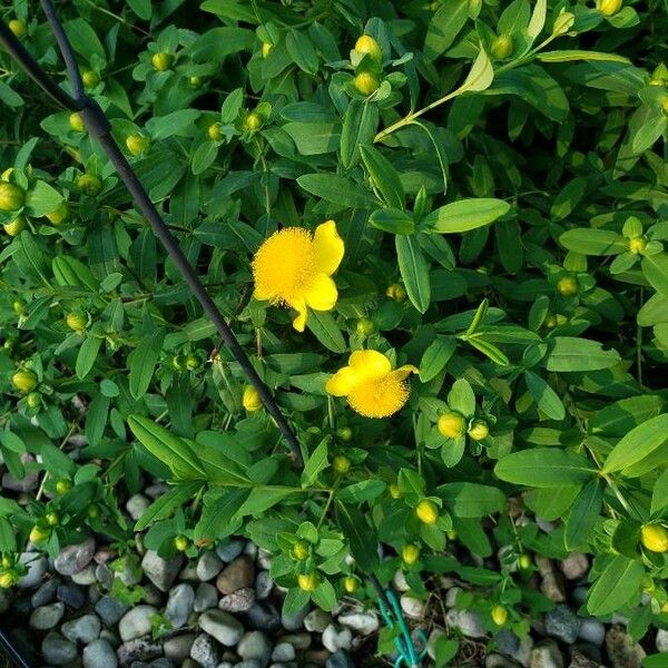 Hypericum prolificum Žiedas