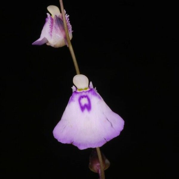 Utricularia pubescens Flower