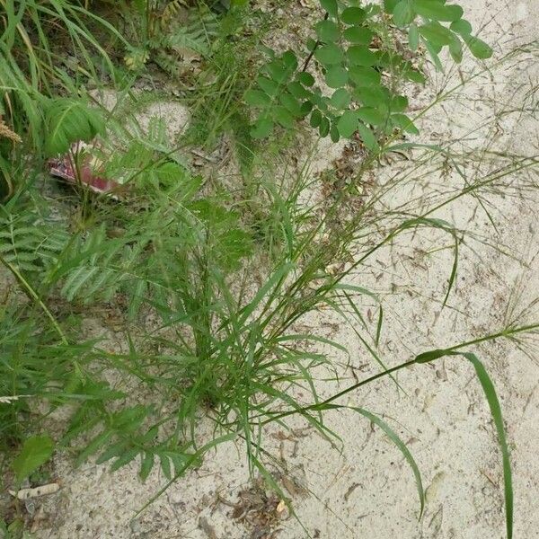 Eragrostis pilosa Feuille