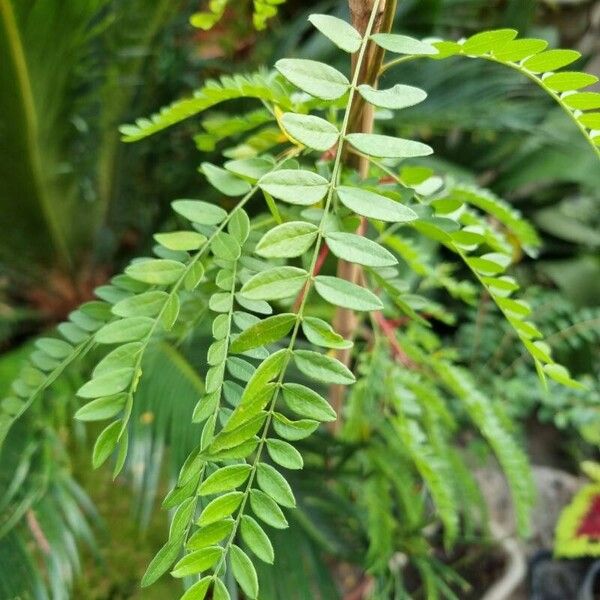 Gleditsia aquatica Flower