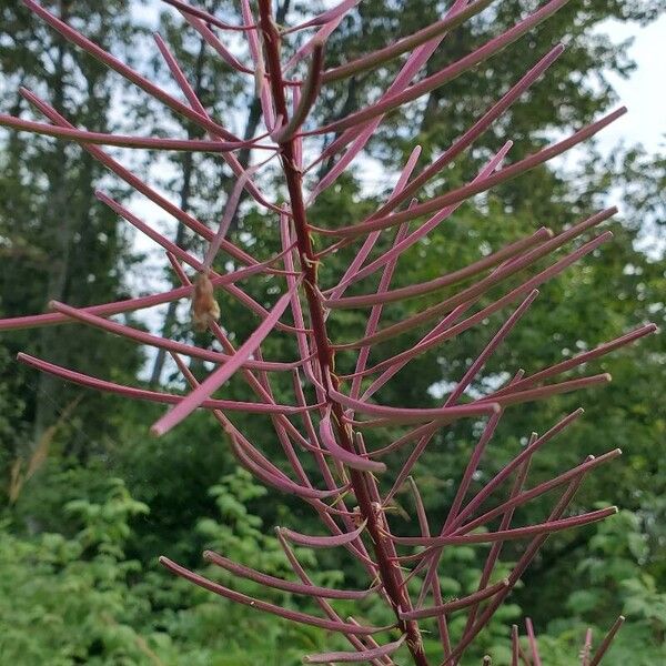 Epilobium angustifolium Fruit