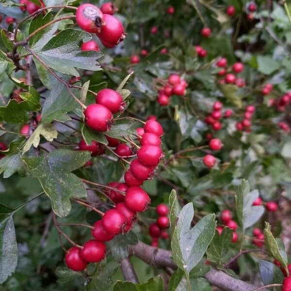 Crataegus monogyna Frukt