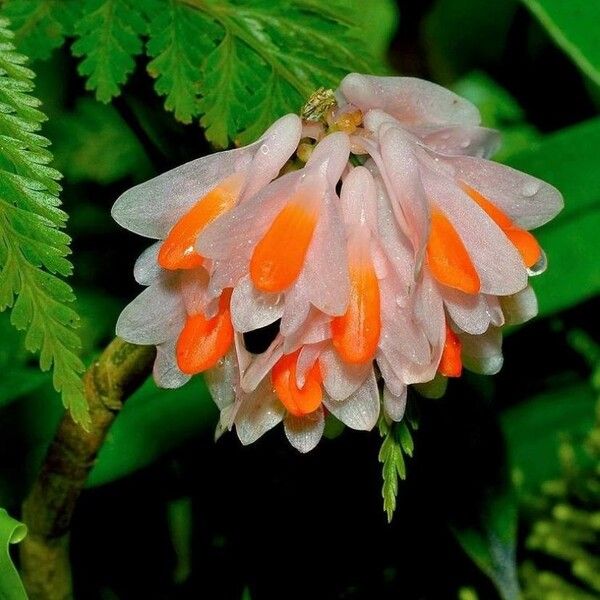 Dendrobium pseudoglomeratum Flower