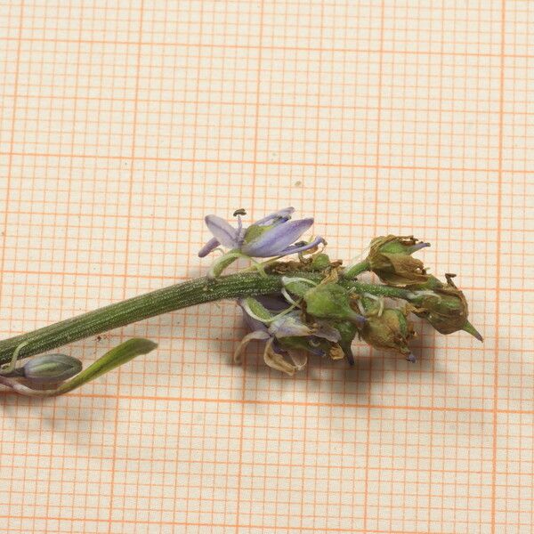 Hyacinthoides lingulata Blomma