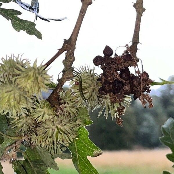 Quercus cerris Flor