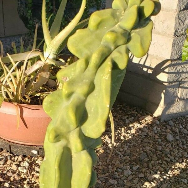 Lophocereus schottii چھال