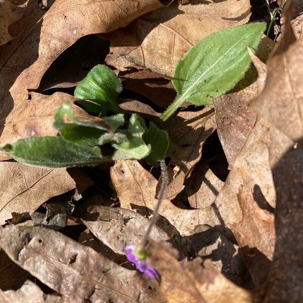 Viola sagittata Blatt