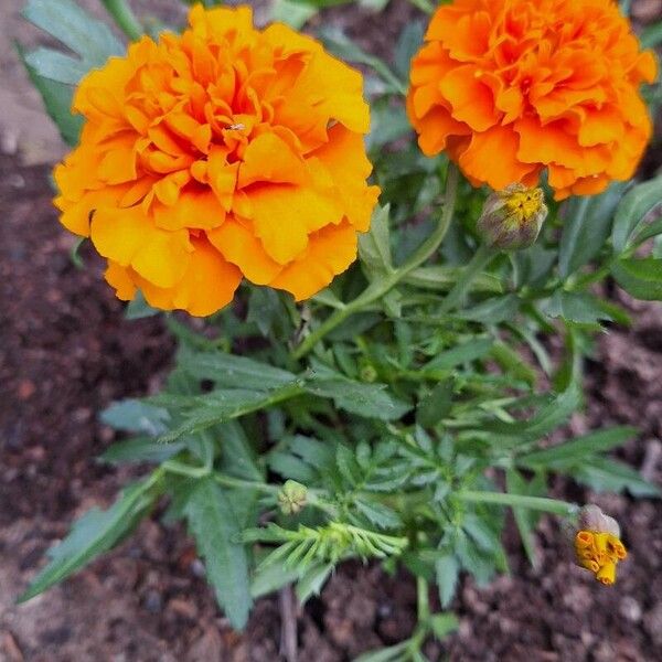 Tagetes erecta Flower