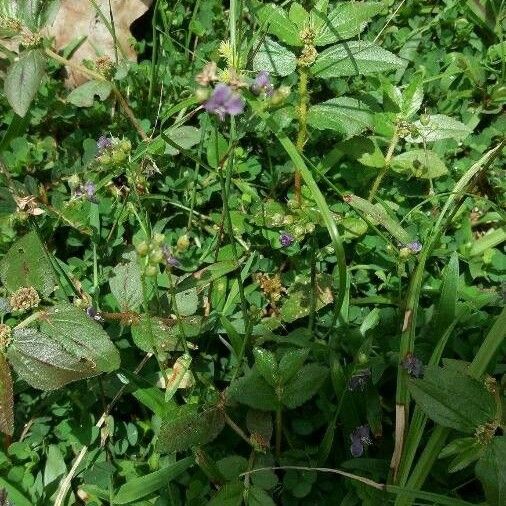 Murdannia nudiflora Natur