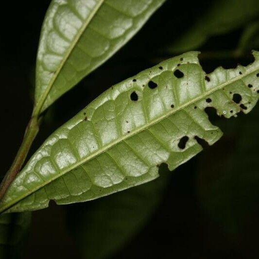 Vantanea parviflora Deilen