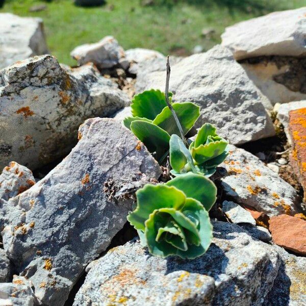 Hylotelephium anacampseros Lehti