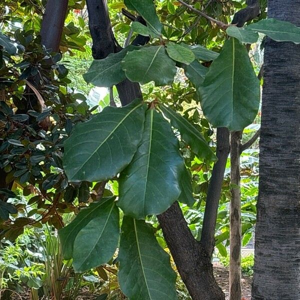 Terminalia catappa Leaf