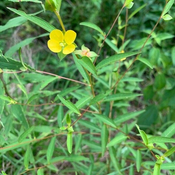 Ludwigia alternifolia Blodyn