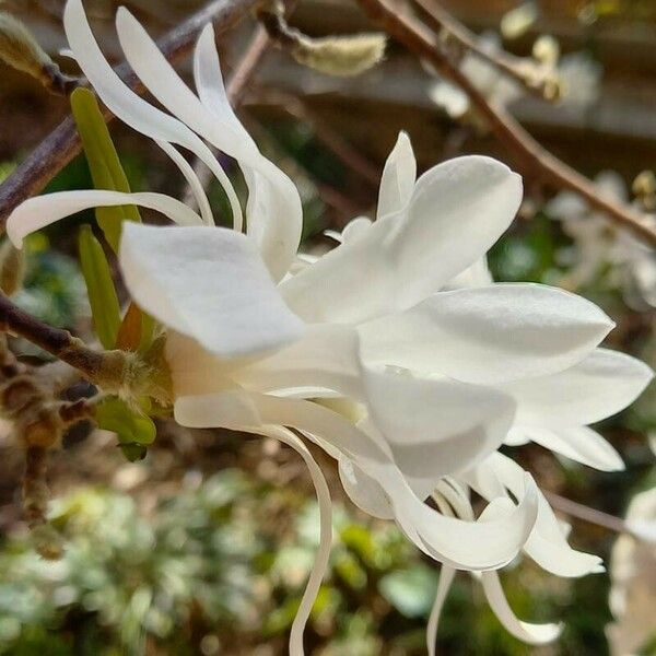 Magnolia stellata Квітка