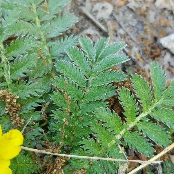 Argentina anserina Leaf