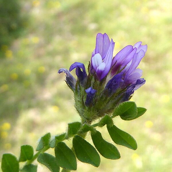 Biserrula pelecinus Flower