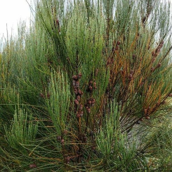 Allocasuarina distyla Habit