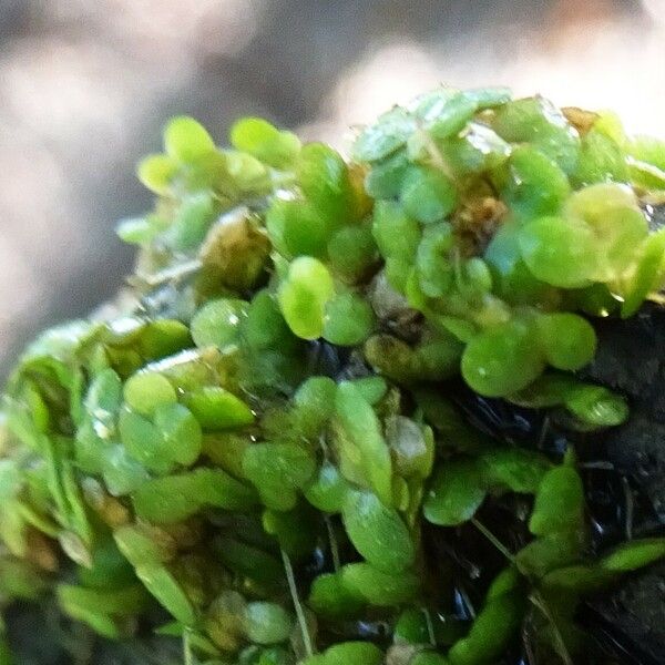 Lemna minuta Leaf