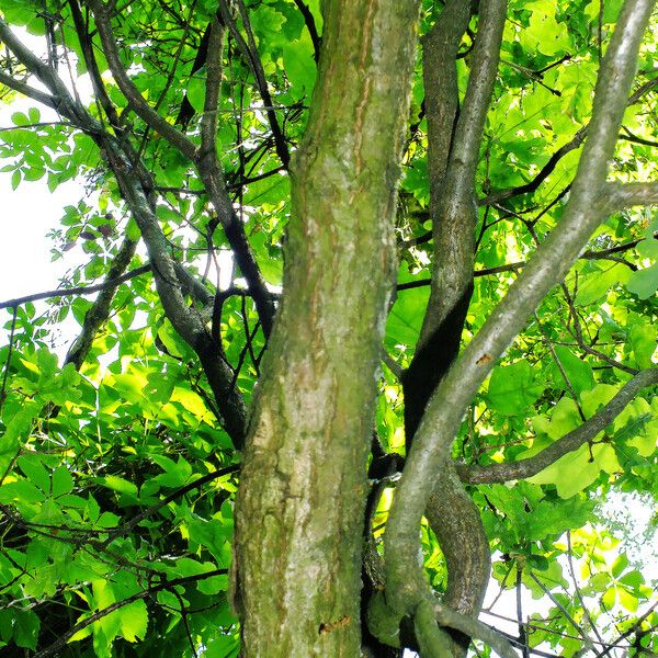 Quercus × rosacea 樹皮