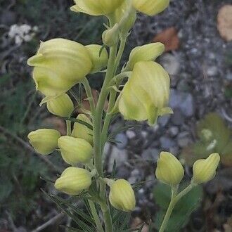 Aconitum anthora Çiçek