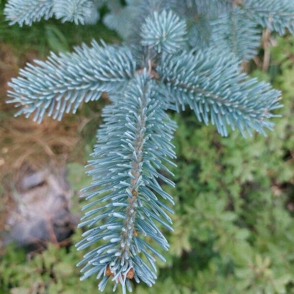 Abies lasiocarpa 葉